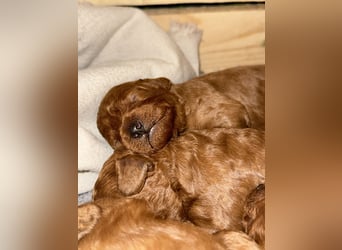 Kleine Toy Pudel rot braun (asiatische Linie)