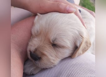 Golden Retriever Welpen/Creme x Dark Golden