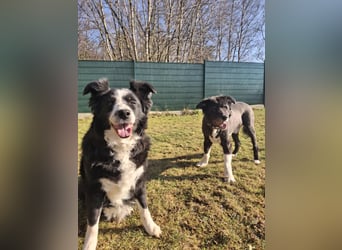 BILLI + GRACE - die beiden Oldies haben ihr Leben zusammen verbracht - gibt´s nur im Doppelpack!