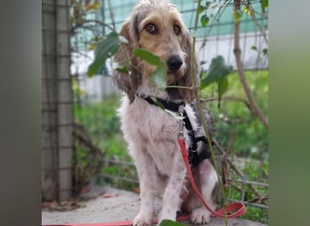 Elly - HAT  INTERESSENTEN- vorsictige Prinzessin sucht ihre erfahrenen Menschen mit Geduld und Liebe