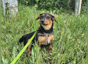 Kleine Riva sucht eine Familie
