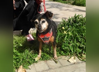 Frieda sucht ein Zuhause