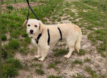 Babette, Mix Podengo / Terrier, lieb und verträglich