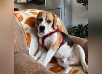 Pixi, Beagle