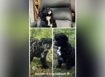 Labradoodle