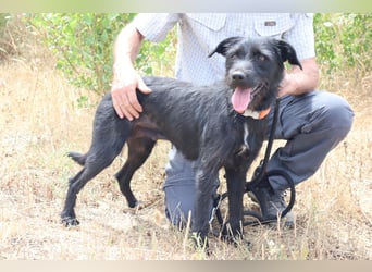 Costa, Mix Schnauzer / Podengo, lieb und sozial