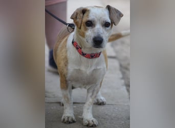 Tillie - bezaubernde, liebenswerte Dackel Mix Hündin