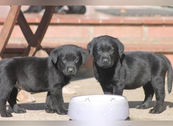 Labrador Welpen