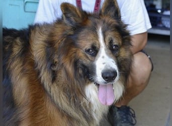 Frisbee- liebenswerter Rüde mit Menschenkenntnis sucht neuen Wirkungskreis