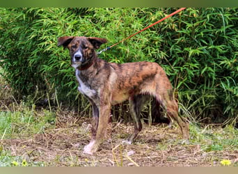 Peanut, Mix Labrador / Rafeiro Alentejano, lieb und sozial