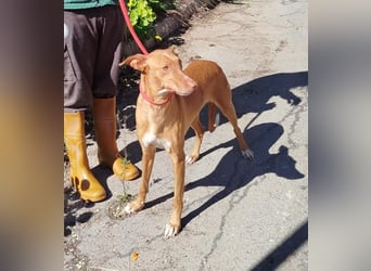 ❤️CANELA❤️