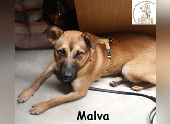 Malva – hübsche Junghündin sucht ihr Zuhause