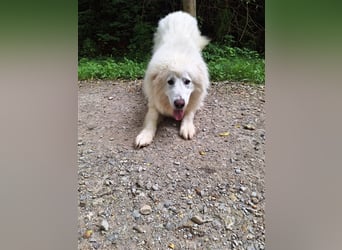 Pyränenberghundmix Tobi