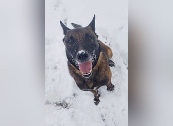 Leon: Malinois-Fans aufgepasst!