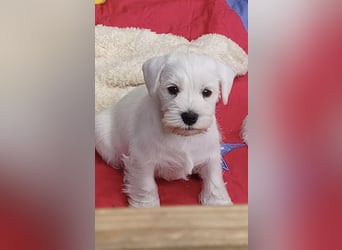Zwergschnauzer Rüde weiß