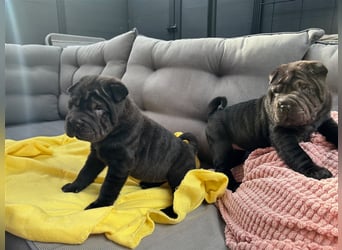 DAS HAUS MIT SHAR-PEI WELPEN - Rassehunde FCI-Profesionelle Zucht