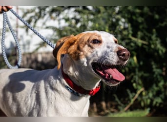 Iva, Mix Labrador / Podengo
