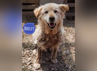 Marley - trotzdem wundervoll