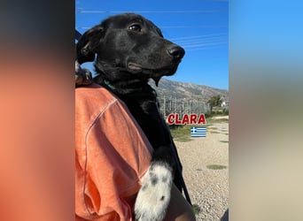Clara,geb.03/25,verschmustes Hundemädchen sucht ihre Familie