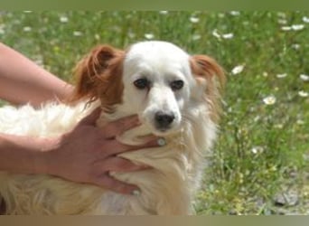 Fifi, eine von zwölf zurückgebliebenen Hunden sucht ein neues Zuhause