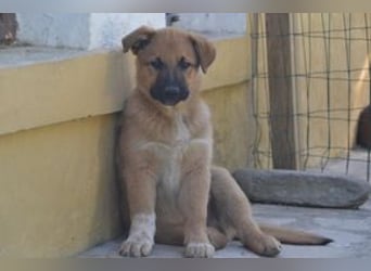 Balu, ein verspieltes Hundekind auf der Suche nach einem Zuhause fürs Leben