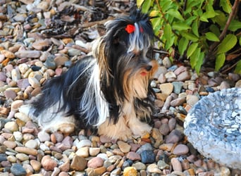 Yorkshire Terrier Hündinnen u. Rüden