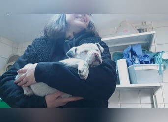 Mütze - welpentypisch lebhafter Französische Bulldoge Mix Rüde / z.Zt. noch in Rumänien