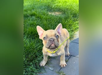 Französische Bulldoggen Welpen mit AT und Nase