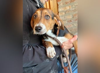 Nelly, geboren 25.12.2024, 29cm sucht ihre Menschen