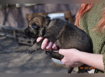 Dunkelgraue Schäferhunde aus Kör-u.Leistungzucht