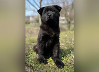 Hachiko, geb. ca. 01/2025, lebt in GRIECHENLAND, auf einer privaten Pflegestelle