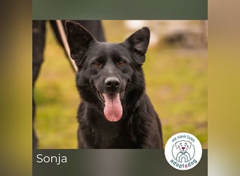 Sonja: Hundemama sucht Zuhause