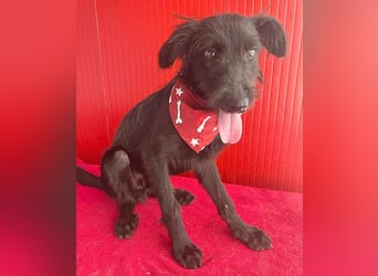 ❤️ kleiner Schnauzer-Mix PEDRO - 8 Monate, 40cm/10kg