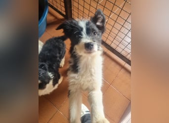 Neugieriger EDISON ist verspielt und liebt kuscheln