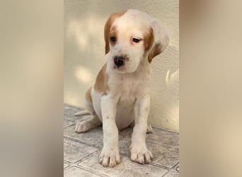 Jeno, geb. ca. 12/2024, lebt in GRIECHENLAND, auf einer privaten Pflegestelle