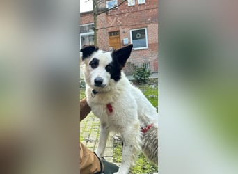 Panda sucht zuhause oder Pflegestelle