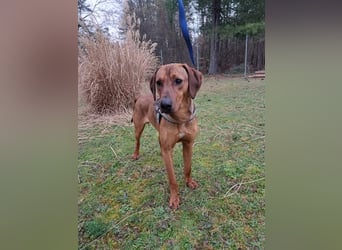 hübscher Bracken Mischling Leon sucht eine Familie