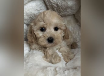Sehr gesunde Maltipoo welpen in abricot und créme farben.