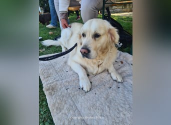 Golden Retriever Deckrüde