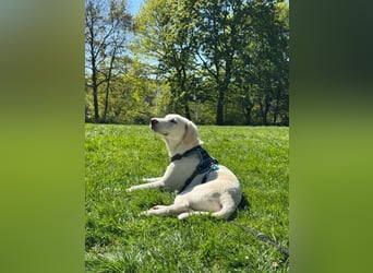Aufgeweckter Junghund Bueno sucht erfahrene Hände