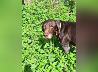 Neo wartet in Tierheim 75177 Pfortzheim
