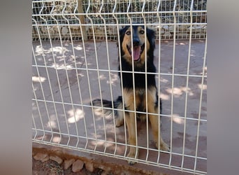 Sportlicher Collie Mix sucht sportliche Familie