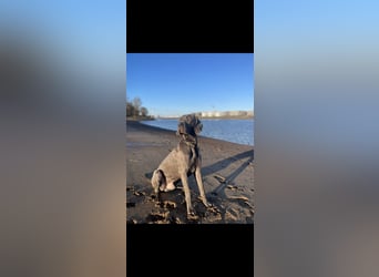 Weimaraner-Dogge
