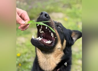 MIMI - traumhafte Schäferhund-Mix-Hündin