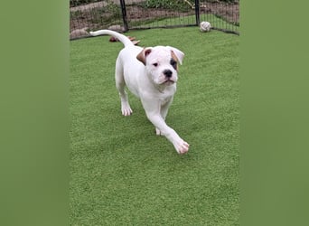 American Bulldog Welpen