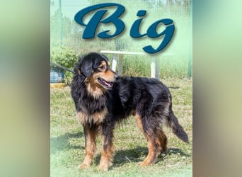 Big - ein feiner Kerl