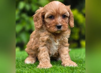 Cavapoo welpen