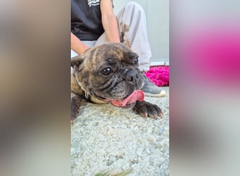 Zwei Frenchies suchen zusammen ihr Glück