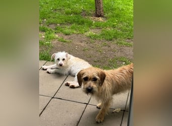 ♥SUSI♥ auf Pflegestelle bei Köln- bezaubernde, liebe, anfangs noch etwas zurückhaltende Hündin 35 cm