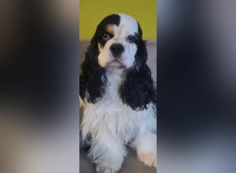 Luna, unsere Cockerhündin, 4 1/2 Jahre alt, sucht liebevolle Familie